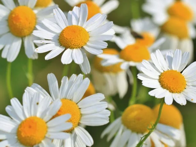 マインドフルネス・ヨーガ「レギュラークラス」