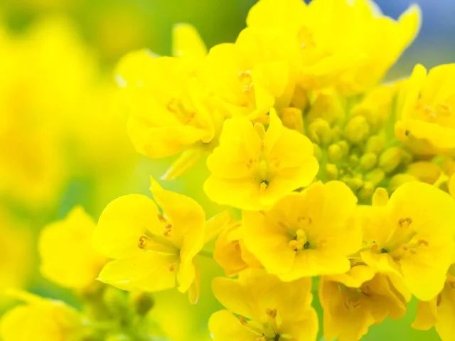 マインドフルネス・ヨーガ